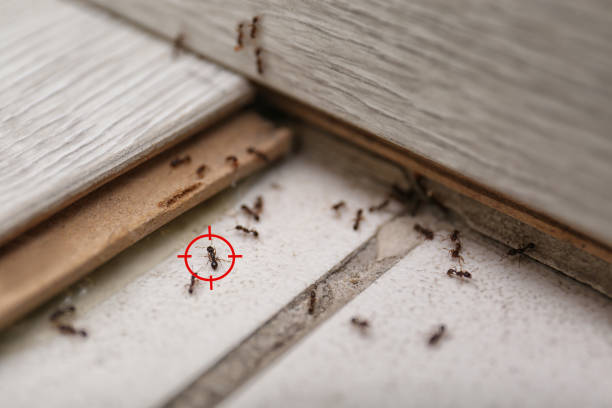 Best Pest Inspection Near Me  in Asheville, NC