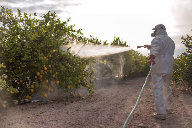 Best Ant Control Services  in Asheville, NC