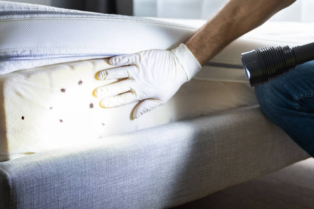 Best Exterminator Services  in Asheville, NC