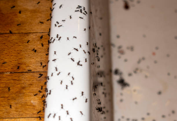 Best Cockroach Control Services  in Asheville, NC