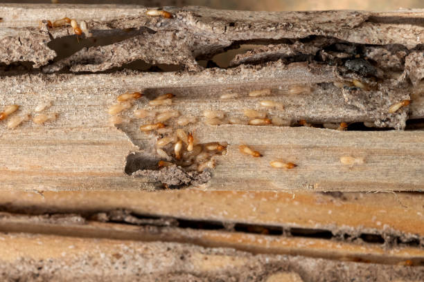 Best Pest Removal Services  in Asheville, NC