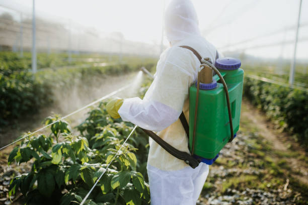 Best Bed Bug Extermination  in Asheville, NC